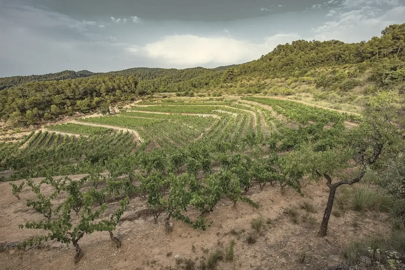 Terrasses de vieilles vignes en altitude