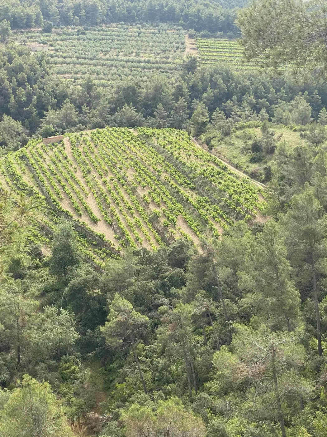 Les vignes de Laurona vues du ciel